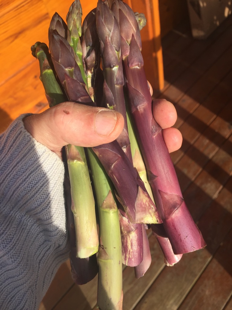 farm may 16 purple asparagus - 1