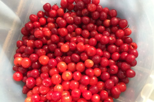 Wildloose sour cherries 2017